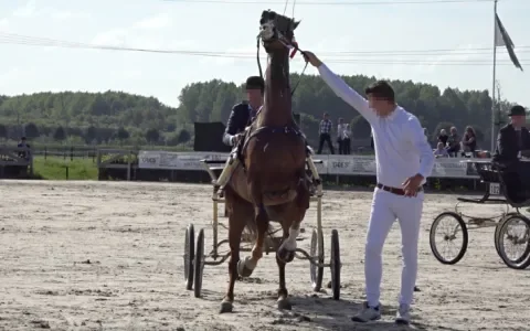 Medewerkers Dier&Recht geïntimideerd en verwijderd bij paardenwedstrijd in Houten