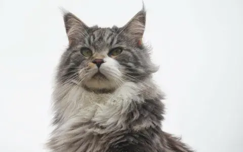 Maine coon