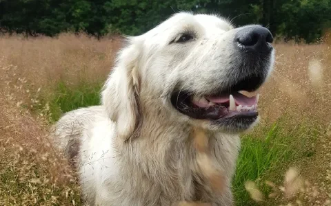 Fokker van hond met erfelijke huidziekte moet medische kosten vergoeden