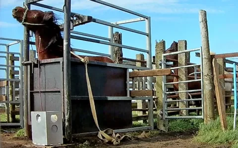 Stop de bloedroof bij IJslandse paarden