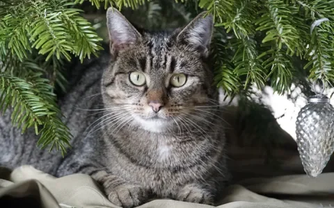 Deze kerstplanten zijn giftig voor je kat