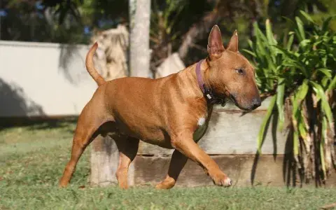 Bullterriër miniatuur