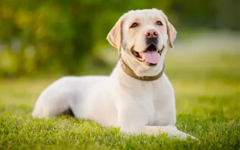 Dier&Recht wint rechtszaak tegen labradorfokker 