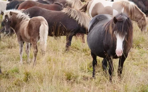 IJsland gaat bloedboerderijen niet verbieden