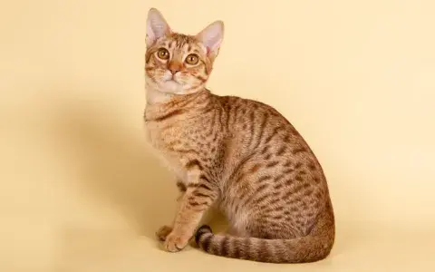 Ocicat