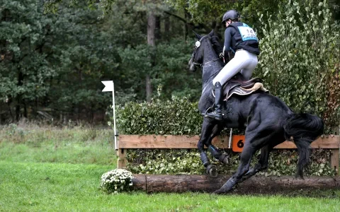 Hoe leuk is paardensport als paarden ervoor sterven?