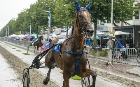 Draverijen: de paarden zitten ermee in hun maag