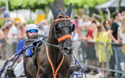 Overheid onderzoekt dwangmiddelen in paardensport