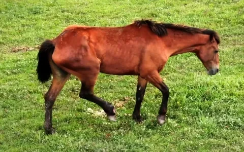 Paarden nog altijd mishandeld op bloedboerderijen