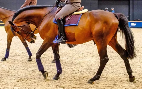 De rollkur is een genormaliseerde vorm van paardenmishandeling