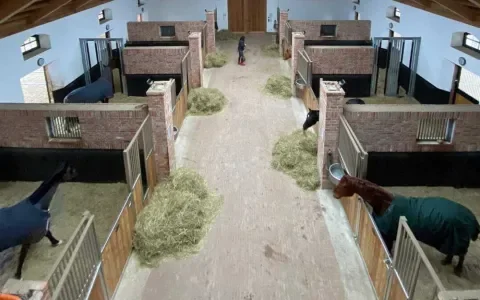 Nog steeds veel eenzame paarden