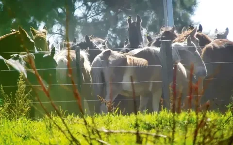 Horrorslachthuis Uruguay levert paardenvlees aan Nederland