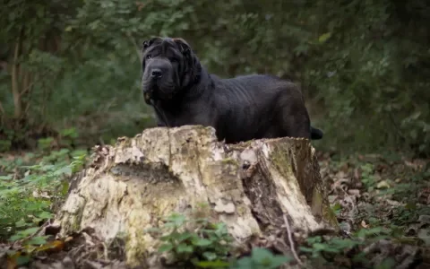 Shar-pei fever: de dodelijke koorts