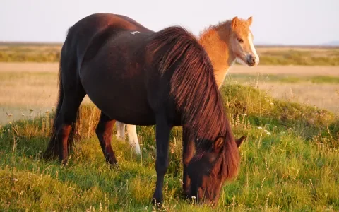 IJslandse bloedwinning eist elk jaar paardenlevens