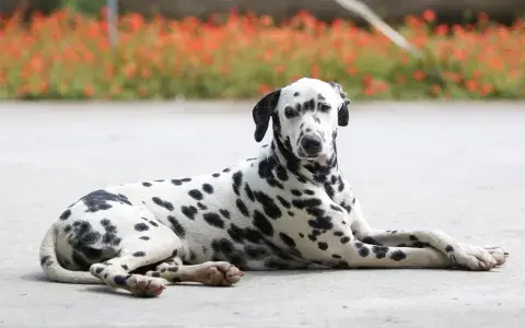 Dalmatiër