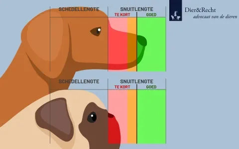 Rood licht voor kortsnuiten, fokkers gaan voor groen