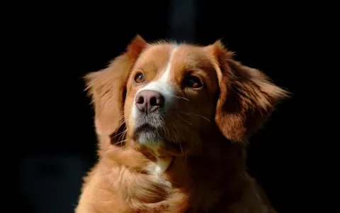 Epilepsie bij de Nova Scotia Duck Tolling Retriever (Toller)