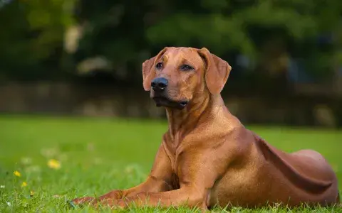 Rhodesian ridgeback