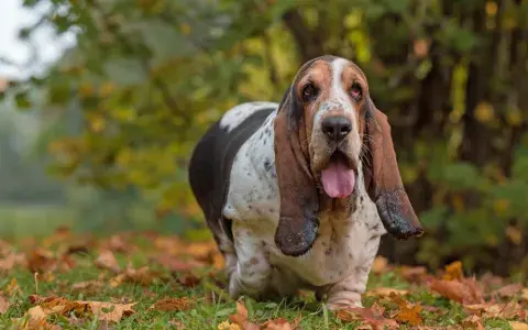 Bassethond (basset hound)