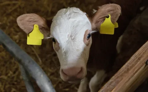 Hoe verloopt de rechtszaak tegen VanDrie?