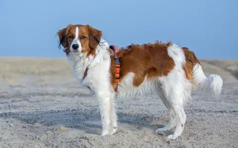 Nederlandse kooikerhondje