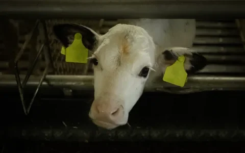 Tweede Kamer schrapt nieuwe dierenwelzijnsregels uit de wet