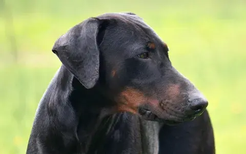 Dobermann