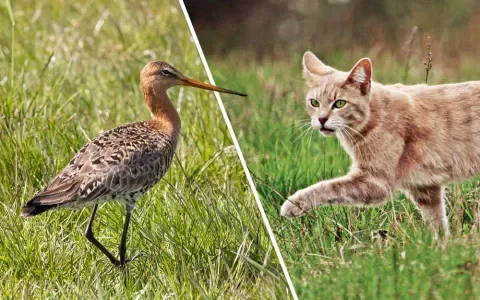 Niet de kat maar intensieve landbouw is de grootste killer van weidevogels