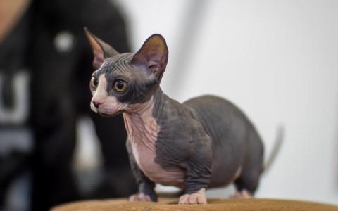 Fokker gestopt met fokken van bambino sphynxen