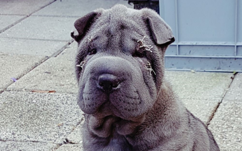 Eerste fokker van shar-pei honden bestraft door de NVWA