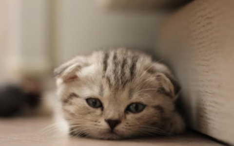 Eerste officiële waarschuwing uitgedeeld aan een fokker Scottish folds