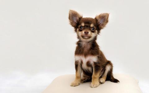 Eerste chihuahuafokker bestraft voor fokken met te korte snuit