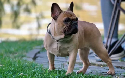 Fokker Franse bulldogs berispt vanwege kunstmatige inseminatie