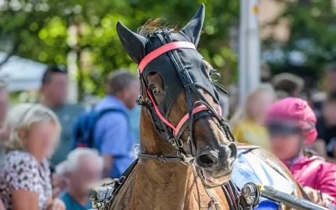 Wat harddraverij met paarden doet