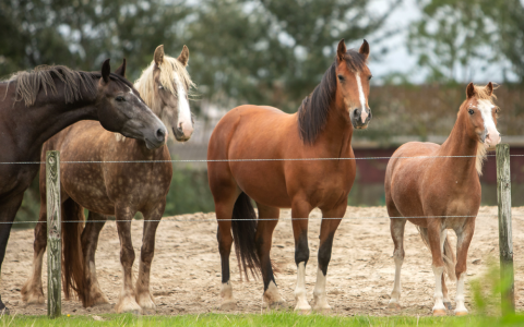 Dier&Recht naar de rechter: paarden moeten vrij kunnen bewegen