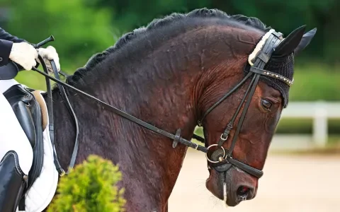 Waarom paarden niet thuishoren op de Olympische Spelen