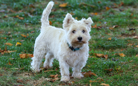 West highland white terriër