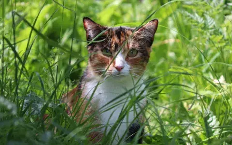 Dier&Recht in hoger beroep tegen doodschieten van katten