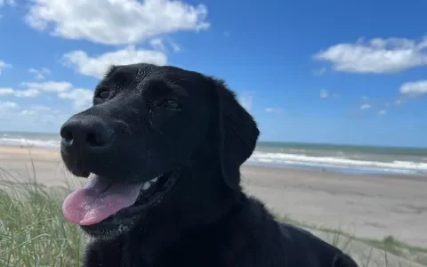 Labrador Sen had een ernstige erfelijke ziekte: "Met pijn in ons hart lieten we haar gaan"