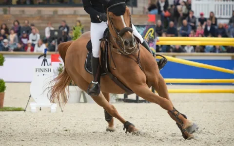 Mishandelingen in de paardensport zijn geen incident