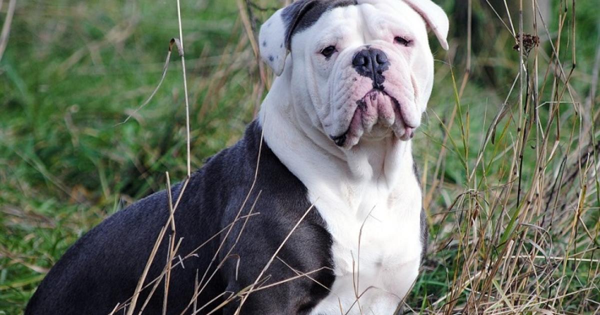 white-english-bulldog-breed-guide-learn-about-the-white-english-bulldog