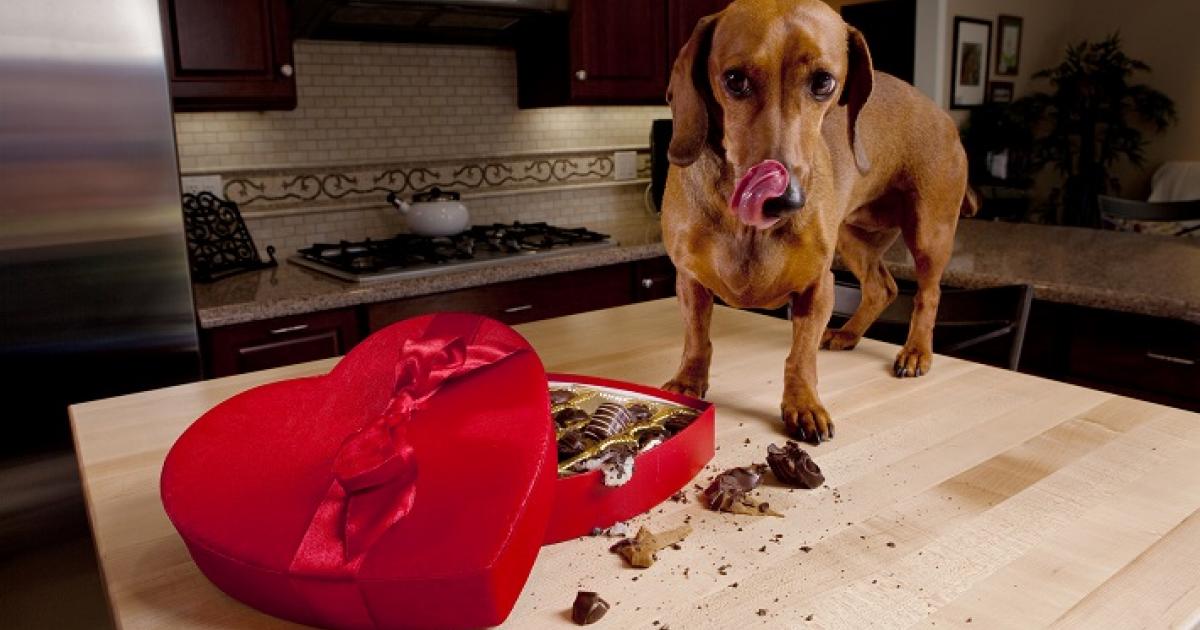 gips postkantoor Vergissing Wat mag mijn hond niet eten? | Dier&Recht