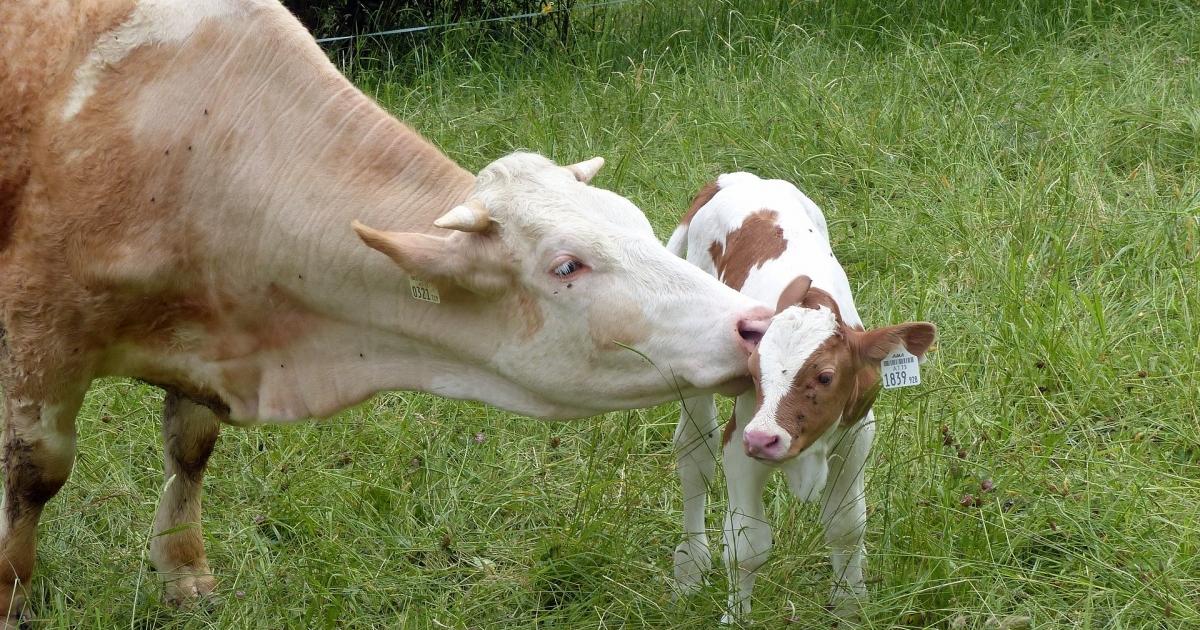 opleiding schermutseling spoel Onderzoek naar 'kalf bij de koe' | Dier&Recht