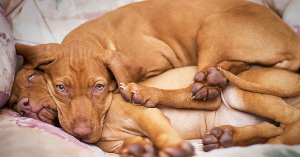 Help je hond beter slapen Dier Recht