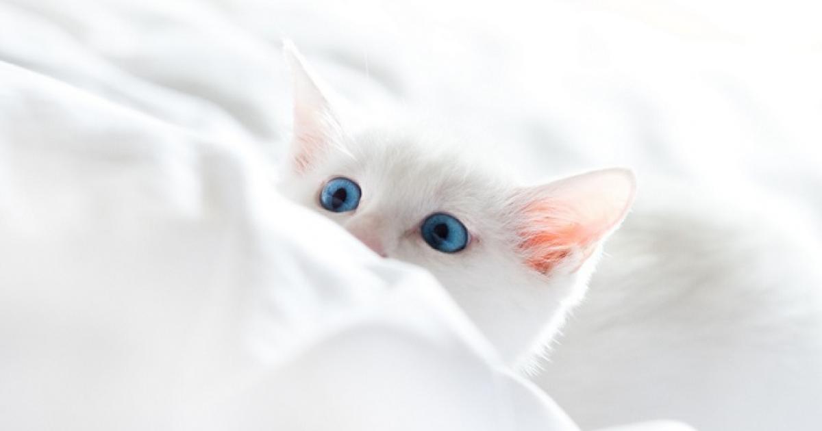 Tentakel Ingenieurs geef de bloem water Witte (ras)katten zijn vaker doof | Dier&Recht