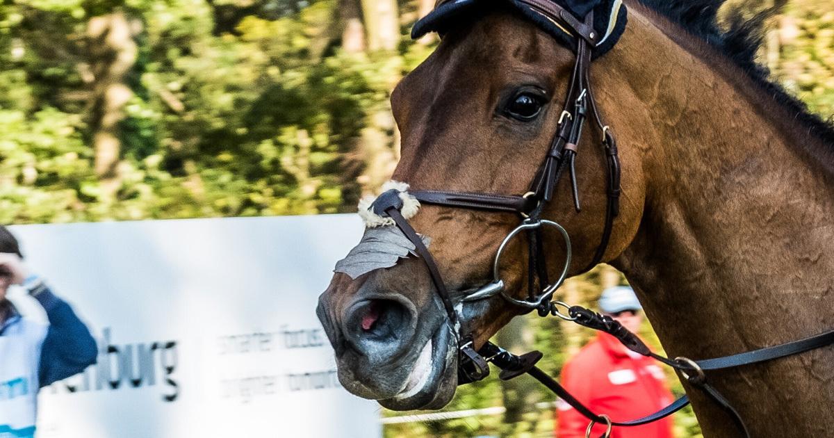 Chronische schade in mond bij paarden in Dier&Recht